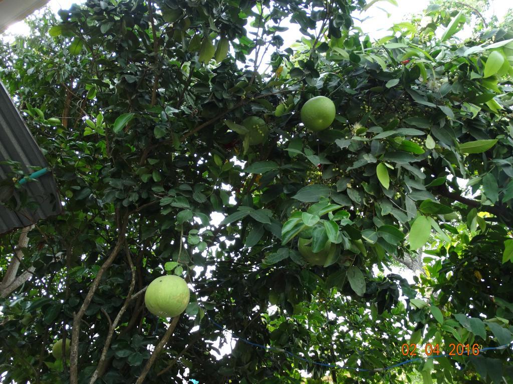 הוי אן Yellow House Homestay מראה חיצוני תמונה