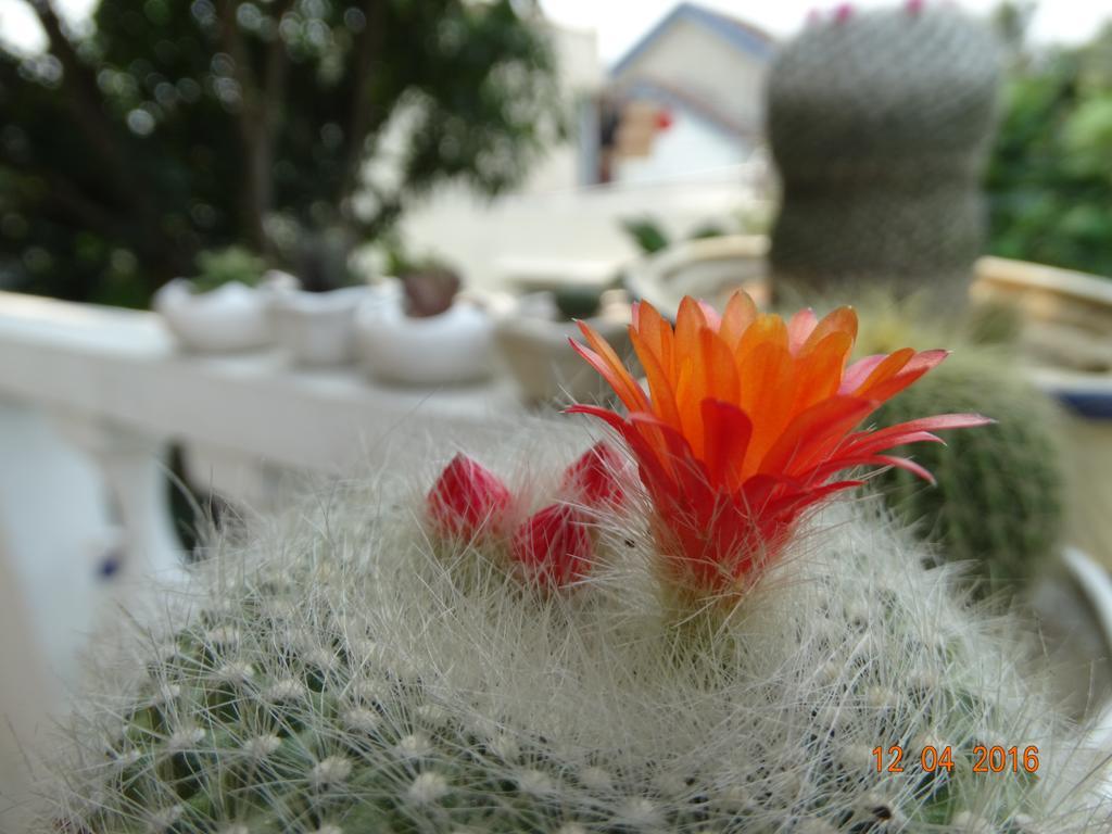 הוי אן Yellow House Homestay מראה חיצוני תמונה