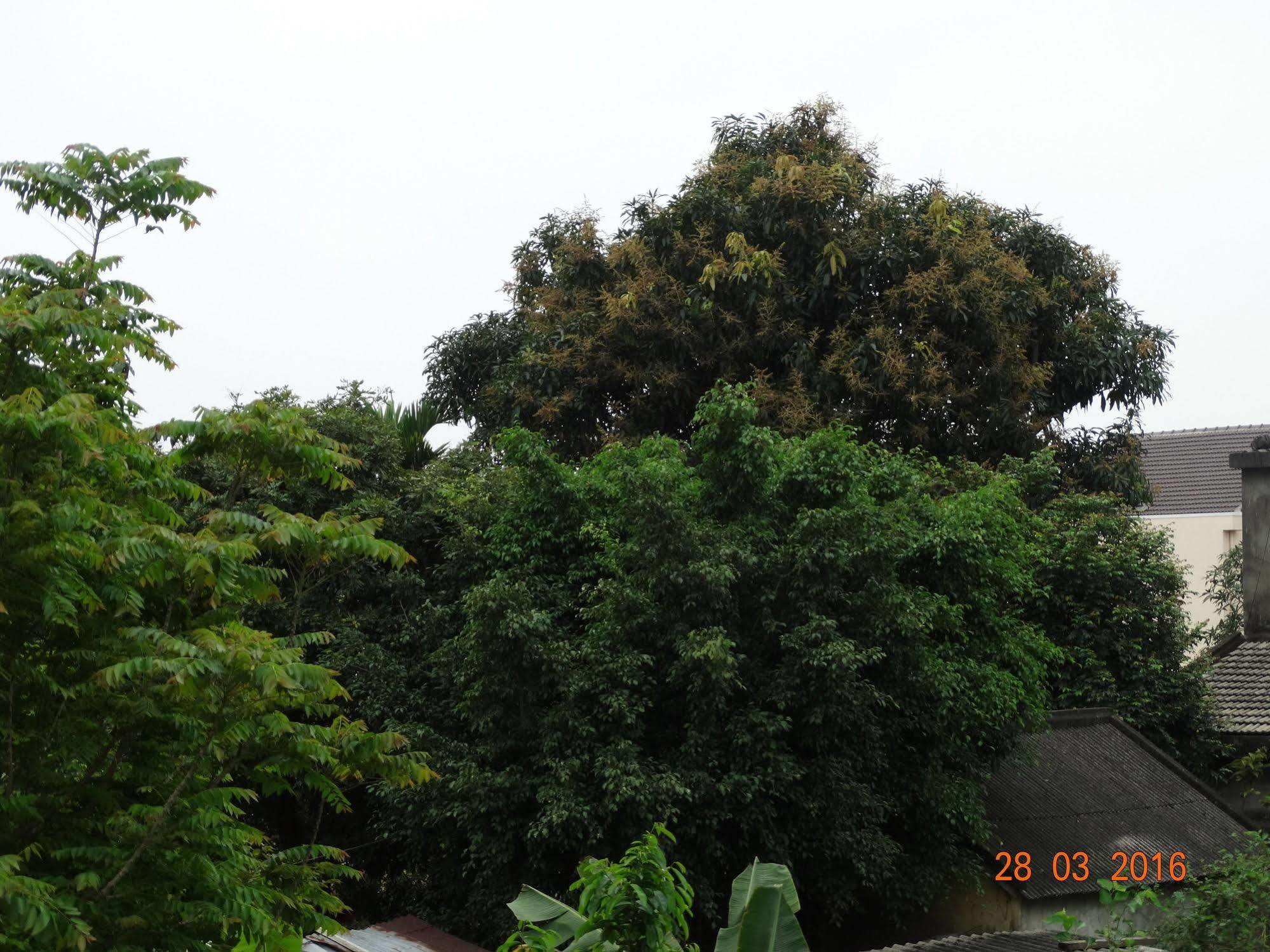 הוי אן Yellow House Homestay מראה חיצוני תמונה